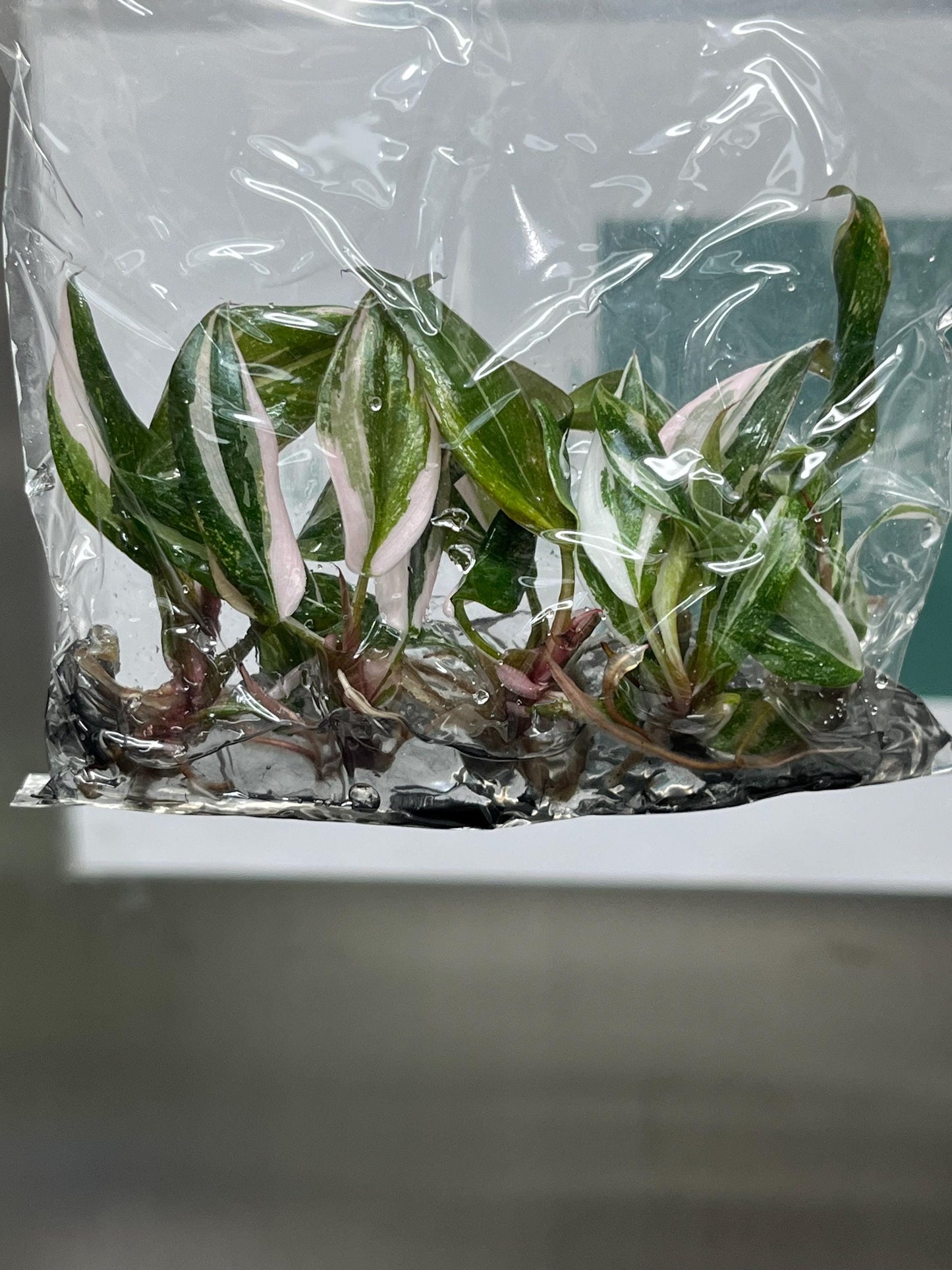Philodendron Red Anderson Variegated Tissue Culture (5 items/bag)