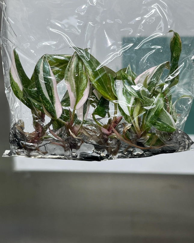 Philodendron Red Anderson Variegated Tissue Culture (5 items/bag)
