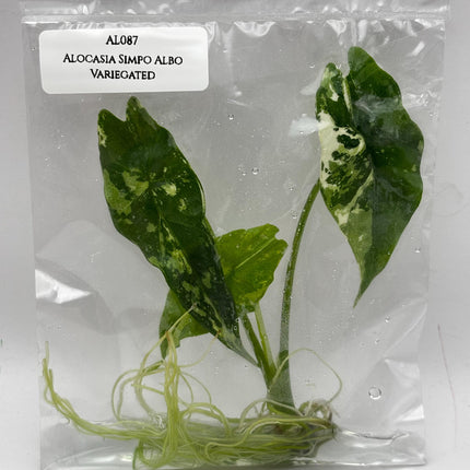Alocasia Simpo Albo Variegated  Tissue Culture (1 item/bag)