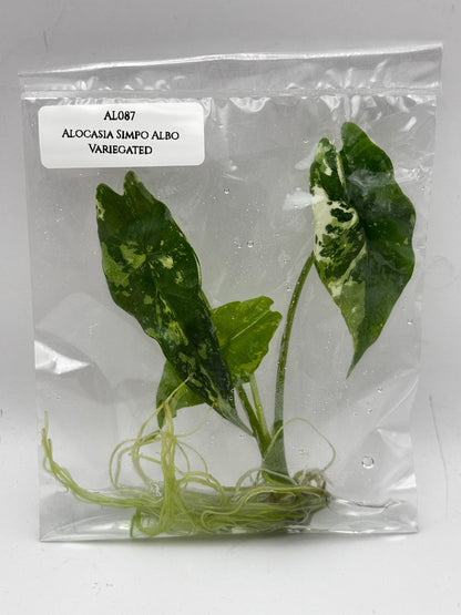 Alocasia Simpo Albo Variegated  Tissue Culture (1 item/bag)