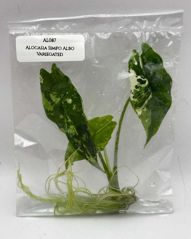 Alocasia Simpo Albo Variegated  Tissue Culture (1 item/bag)