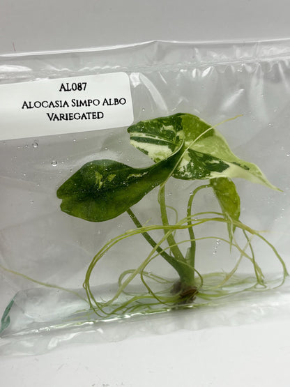 Alocasia Simpo Albo Variegated  Tissue Culture (1 item/bag)