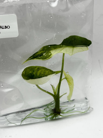 Alocasia Simpo Albo Variegated  Tissue Culture (1 item/bag)