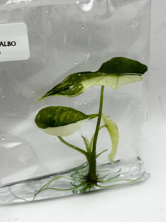 Alocasia Simpo Albo Variegated  Tissue Culture (1 item/bag)