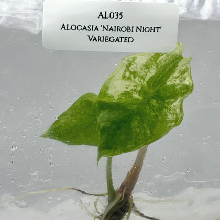 Alocasia 'Nairobi Night' Aurea Variegated Tissue Culture (1 item/bag)