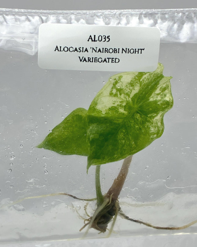 Alocasia 'Nairobi Night' Aurea Variegated Tissue Culture (1 item/bag)