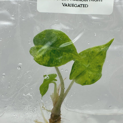 Alocasia 'Nairobi Night' Aurea Variegated Tissue Culture (1 item/bag)