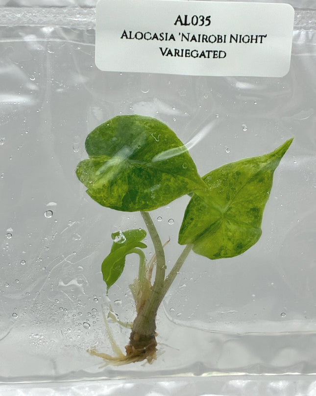 Alocasia 'Nairobi Night' Aurea Variegated Tissue Culture (1 item/bag)