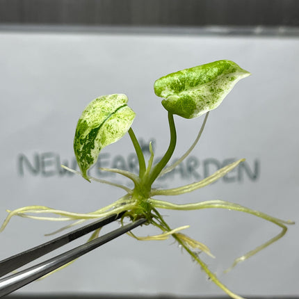 Alocasia Dragon Scale Mint Variegated Tissue Culture (1 item/bag)