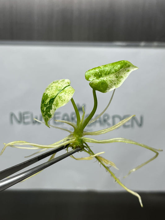 Alocasia Dragon Scale Mint Variegated Tissue Culture (1 item/bag)