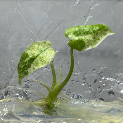 Alocasia Dragon Scale Mint Variegated Tissue Culture (1 item/bag)