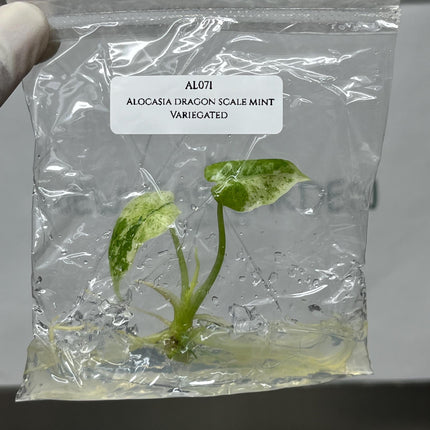 Alocasia Dragon Scale Mint Variegated Tissue Culture (1 item/bag)