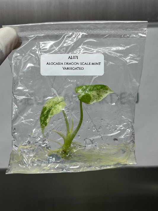 Alocasia Dragon Scale Mint Variegated Tissue Culture (1 item/bag)