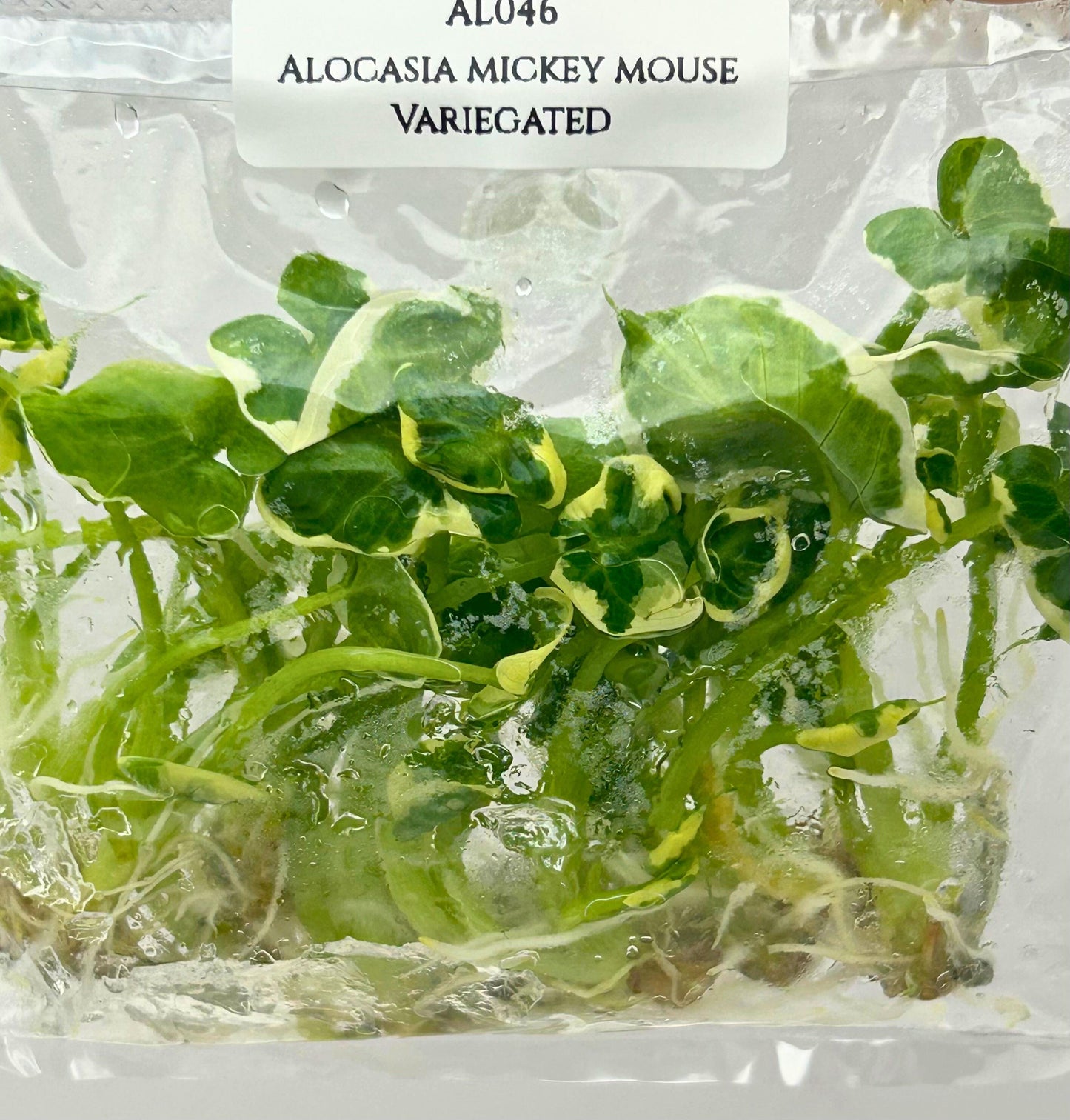 Alocasia Mickey Mouse Albo Variegated Tissue Culture (10 items/bag)