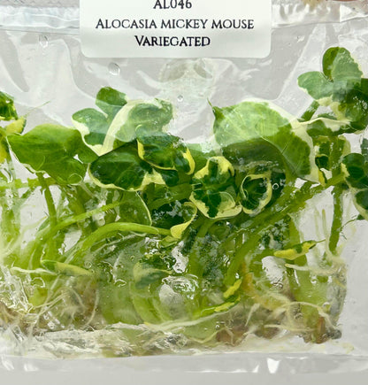 Alocasia Mickey Mouse Albo Variegated Tissue Culture (10 items/bag)