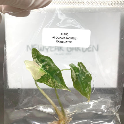 Alocasia Nobilis Pink-Albo Variegated Tissue Culture (1 item/bag)