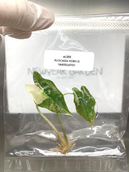 Alocasia Nobilis Pink-Albo Variegated Tissue Culture (1 item/bag)