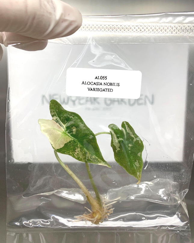 Alocasia Nobilis Pink-Albo Variegated Tissue Culture (1 item/bag)