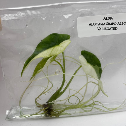 Alocasia Simpo Albo Variegated  Tissue Culture (1 item/bag)