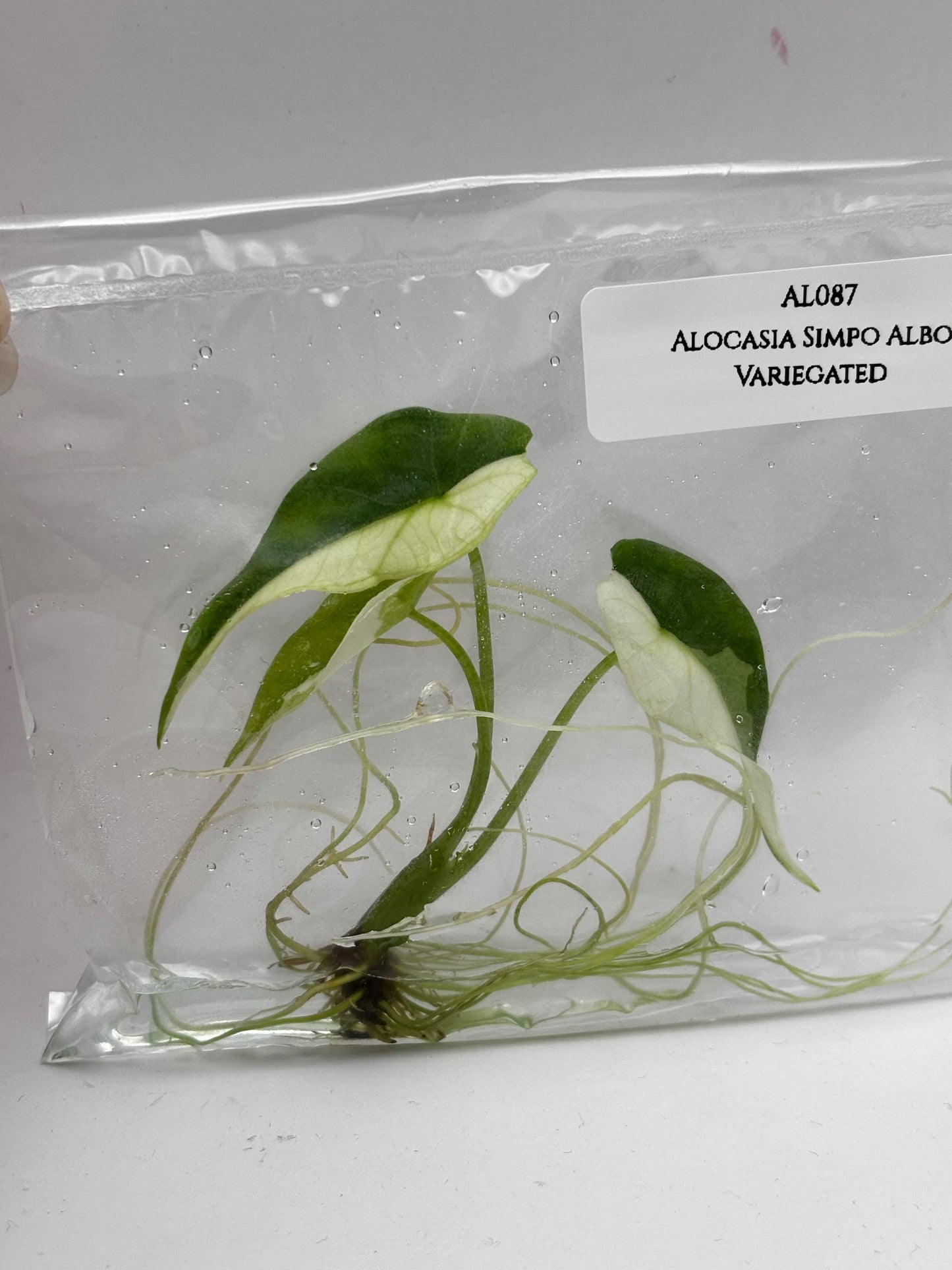 Alocasia Simpo Albo Variegated  Tissue Culture (1 item/bag)