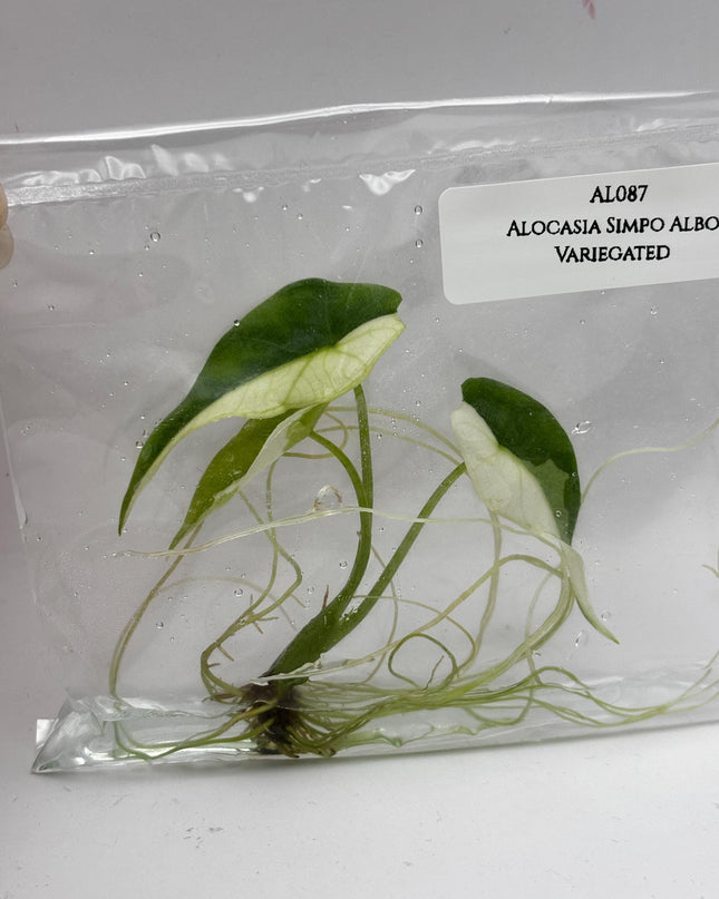 Alocasia Simpo Albo Variegated  Tissue Culture (1 item/bag)