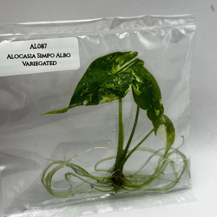 Alocasia Simpo Albo Variegated  Tissue Culture (1 item/bag)