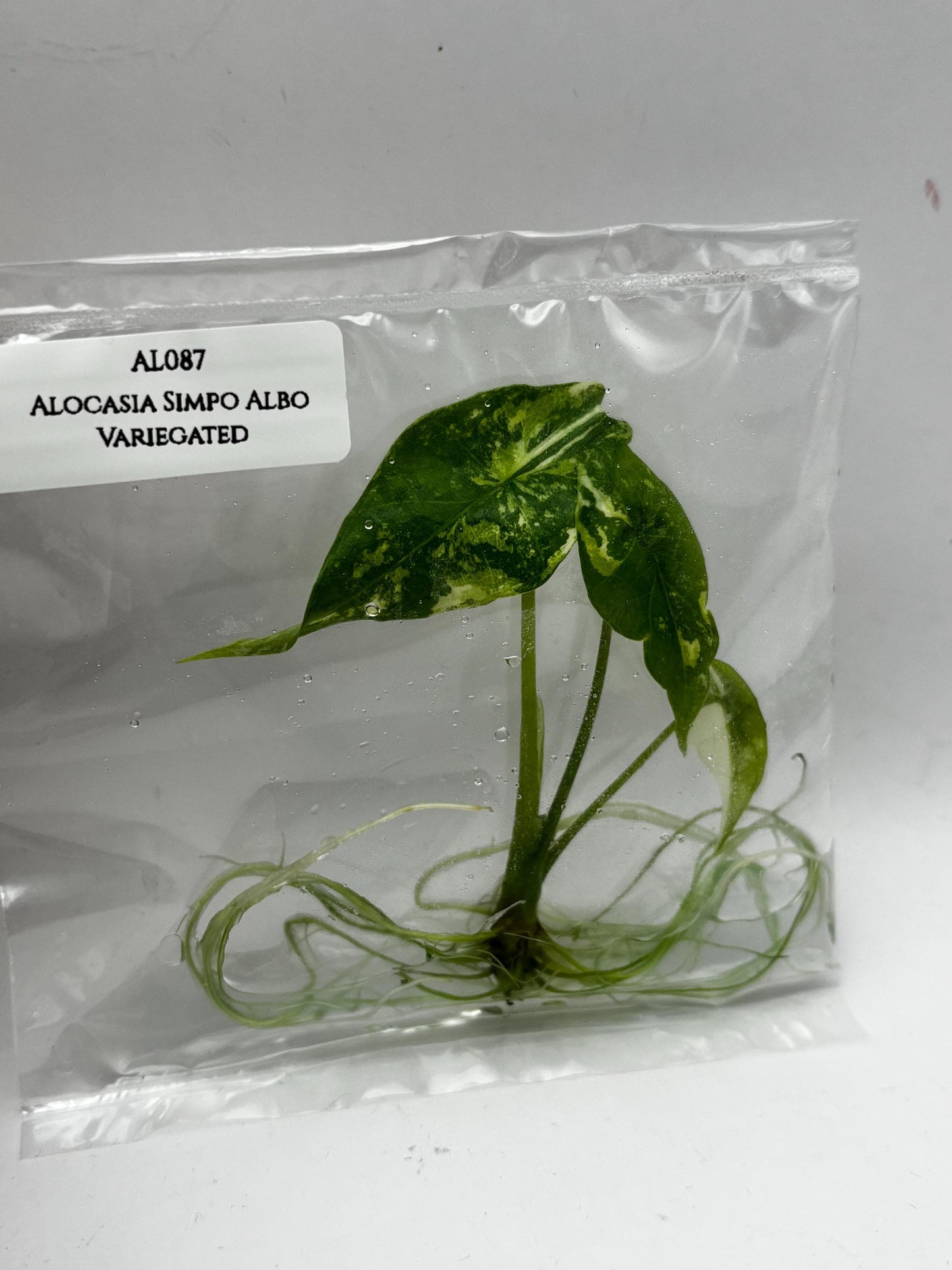 Alocasia Simpo Albo Variegated  Tissue Culture (1 item/bag)