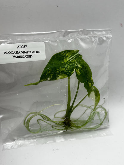 Alocasia Simpo Albo Variegated  Tissue Culture (1 item/bag)