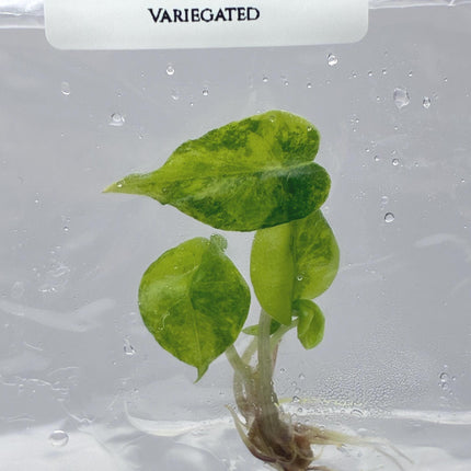 Alocasia 'Nairobi Night' Aurea Variegated Tissue Culture (1 item/bag)