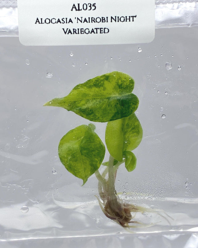 Alocasia 'Nairobi Night' Aurea Variegated Tissue Culture (1 item/bag)