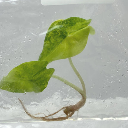 Alocasia 'Nairobi Night' Aurea Variegated Tissue Culture (1 item/bag)