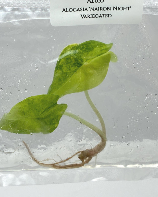 Alocasia 'Nairobi Night' Aurea Variegated Tissue Culture (1 item/bag)