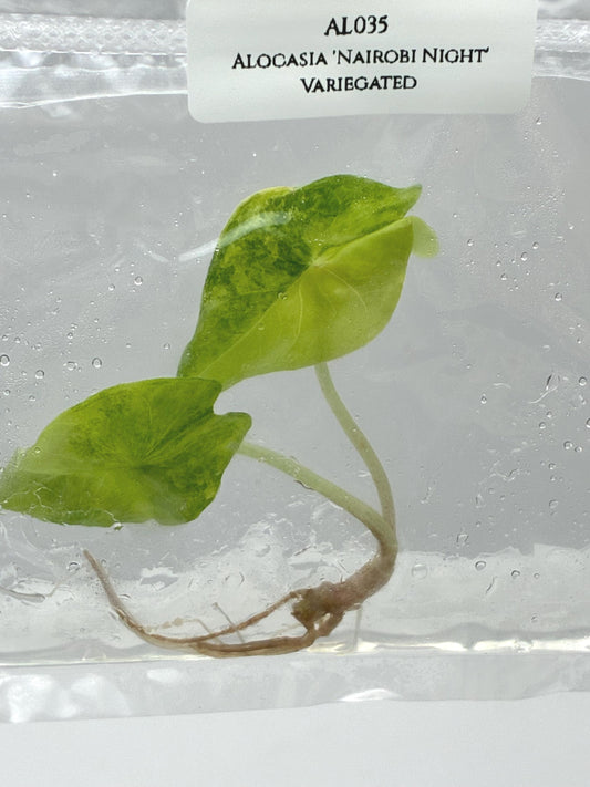 Alocasia 'Nairobi Night' Aurea Variegated Tissue Culture (1 item/bag)