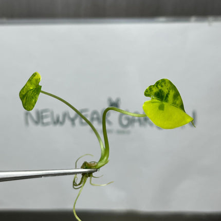 Alocasia Epilithica Aurea Variegated Tissue Culture (1 item/bag)