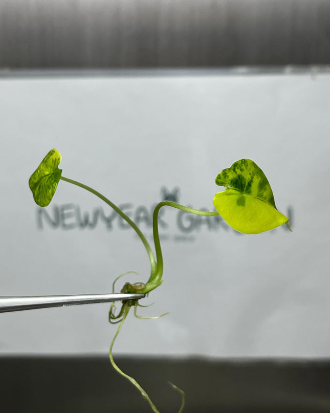 Alocasia Epilithica Aurea Variegated Tissue Culture (1 item/bag)