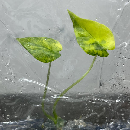 Alocasia Epilithica Aurea Variegated Tissue Culture (1 item/bag)