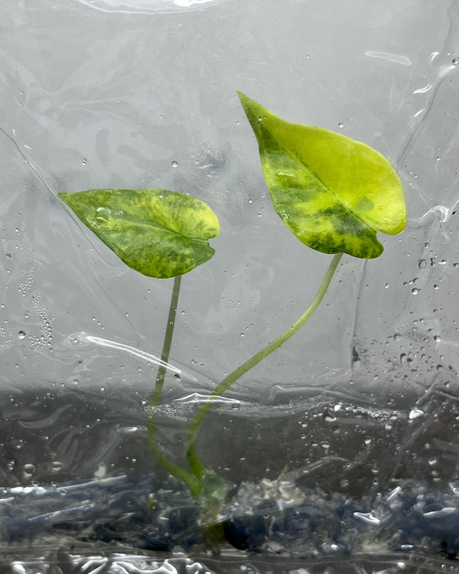 Alocasia Epilithica Aurea Variegated Tissue Culture (1 item/bag)