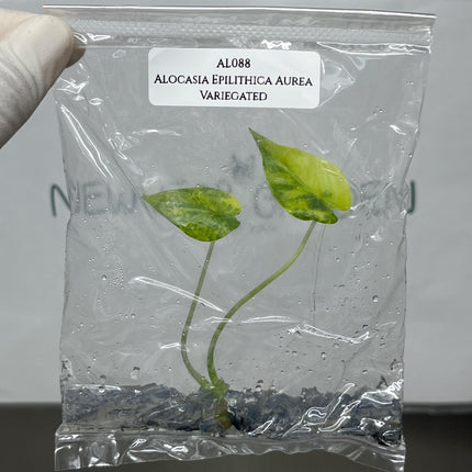 Alocasia Epilithica Aurea Variegated Tissue Culture (1 item/bag)