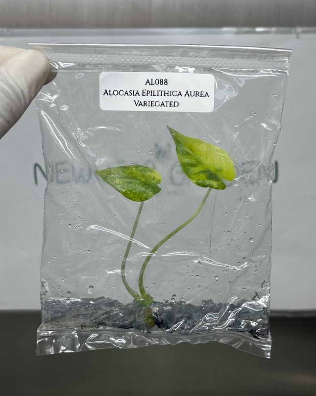Alocasia Epilithica Aurea Variegated Tissue Culture (1 item/bag)