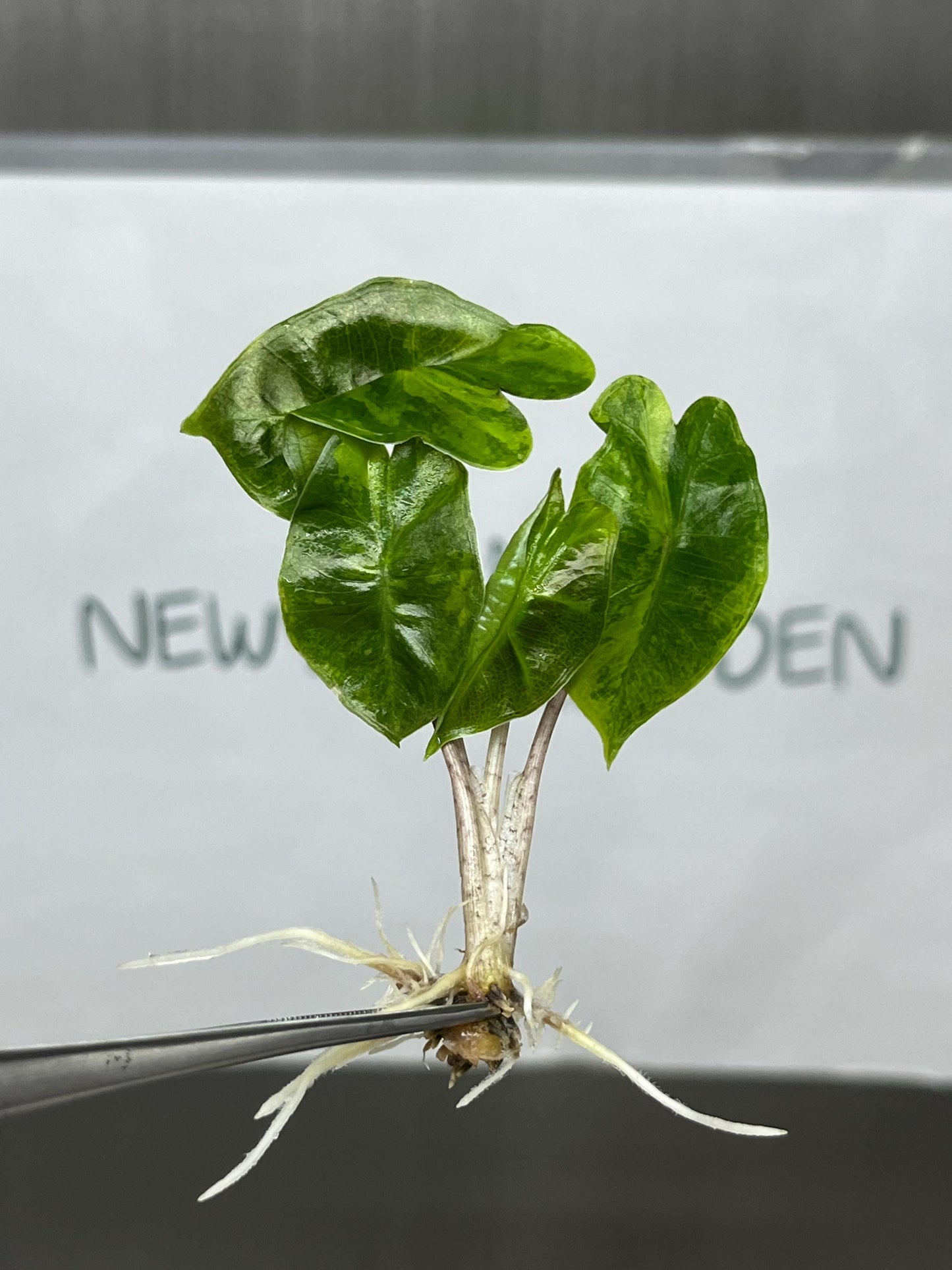 Alocasia Pseudo Sanderiana Aurea Variegated Tissue Culture (1 item/bag)