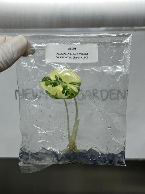 Alocasia Black Velvet Pink-Albo Variegated  Tissue Culture (1 item/bag)