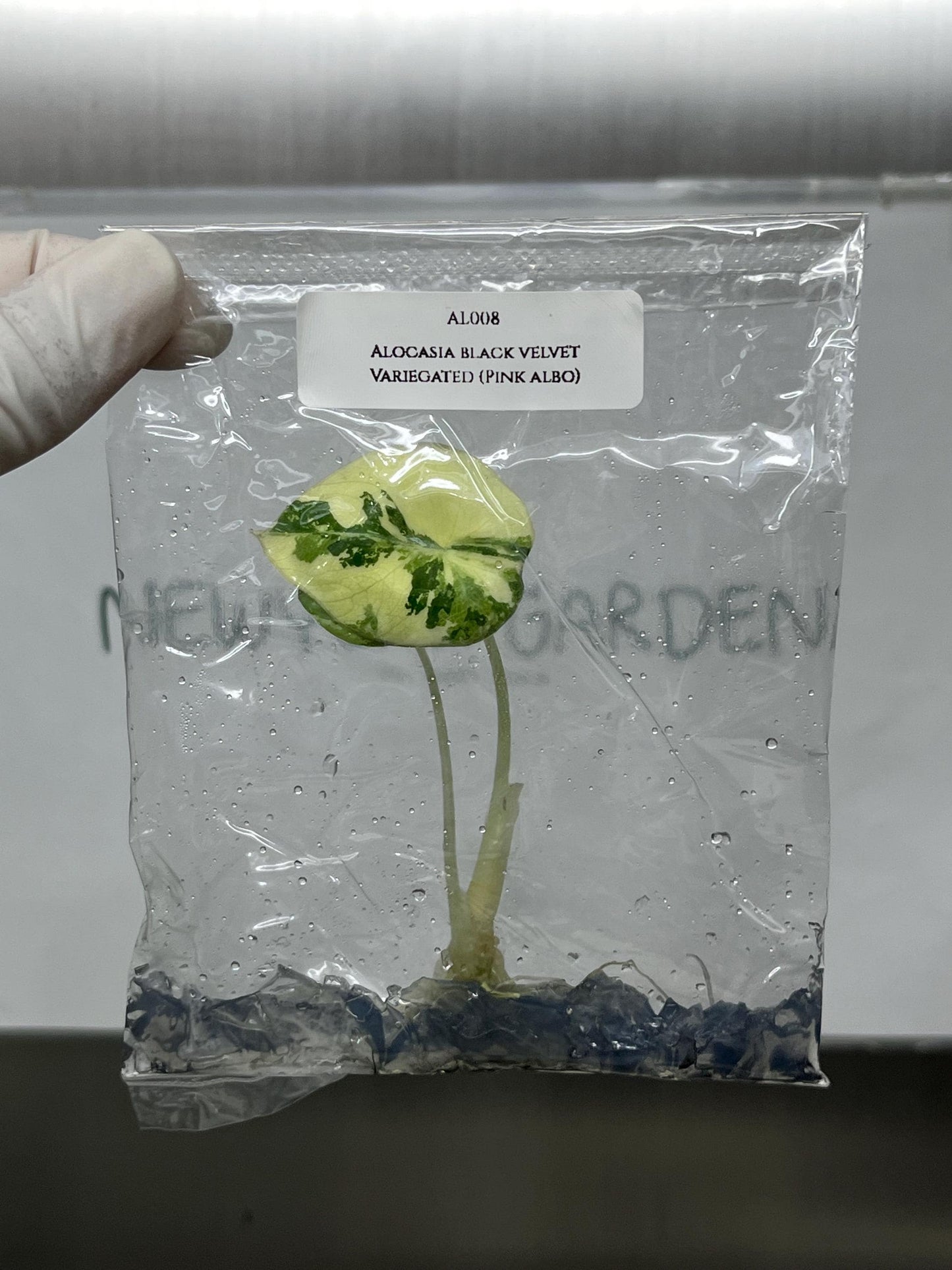 Alocasia Black Velvet Pink-Albo Variegated  Tissue Culture (1 item/bag)