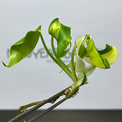 Monstera Aurea Borsigiana Variegated Tissue Culture (1 item/bag)