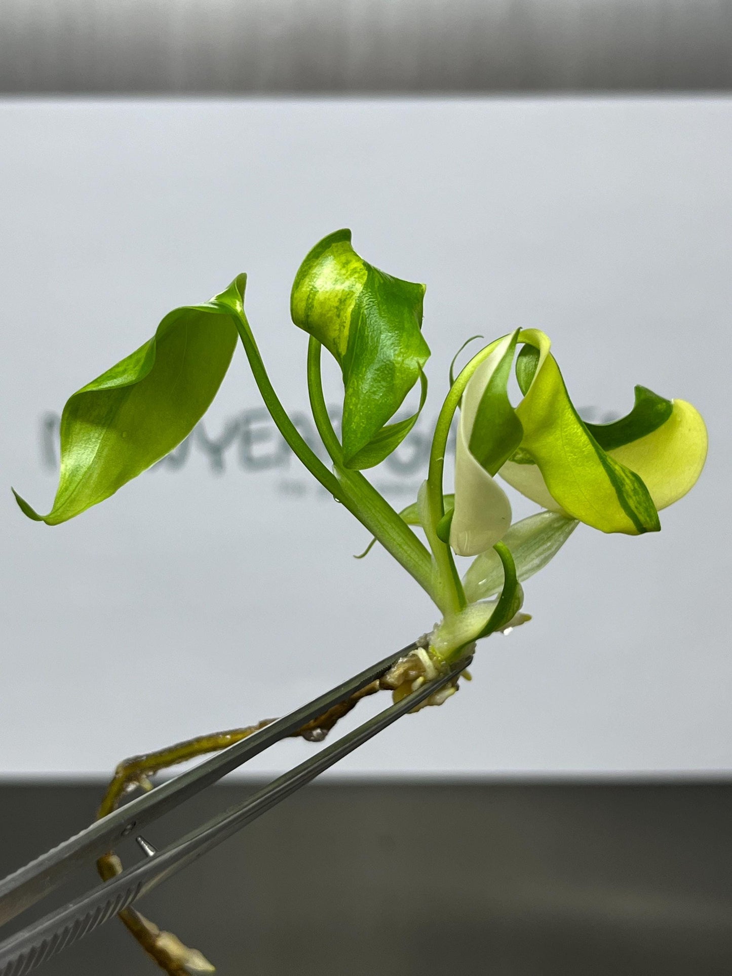 Monstera Aurea Borsigiana Variegated Tissue Culture (1 item/bag)