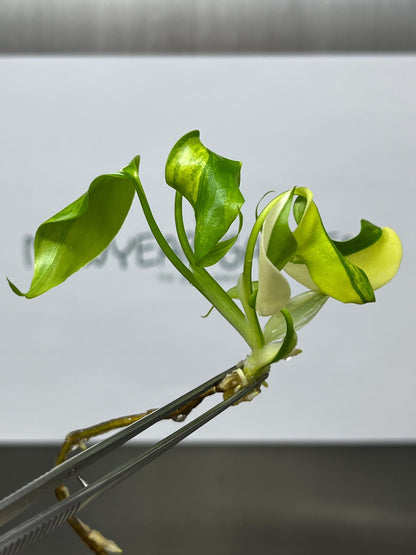 Monstera Aurea Borsigiana Variegated Tissue Culture (1 item/bag)