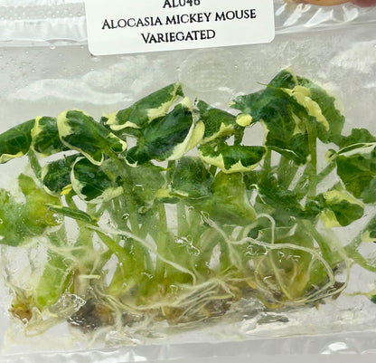Alocasia Mickey Mouse Albo Variegated Tissue Culture (10 items/bag)