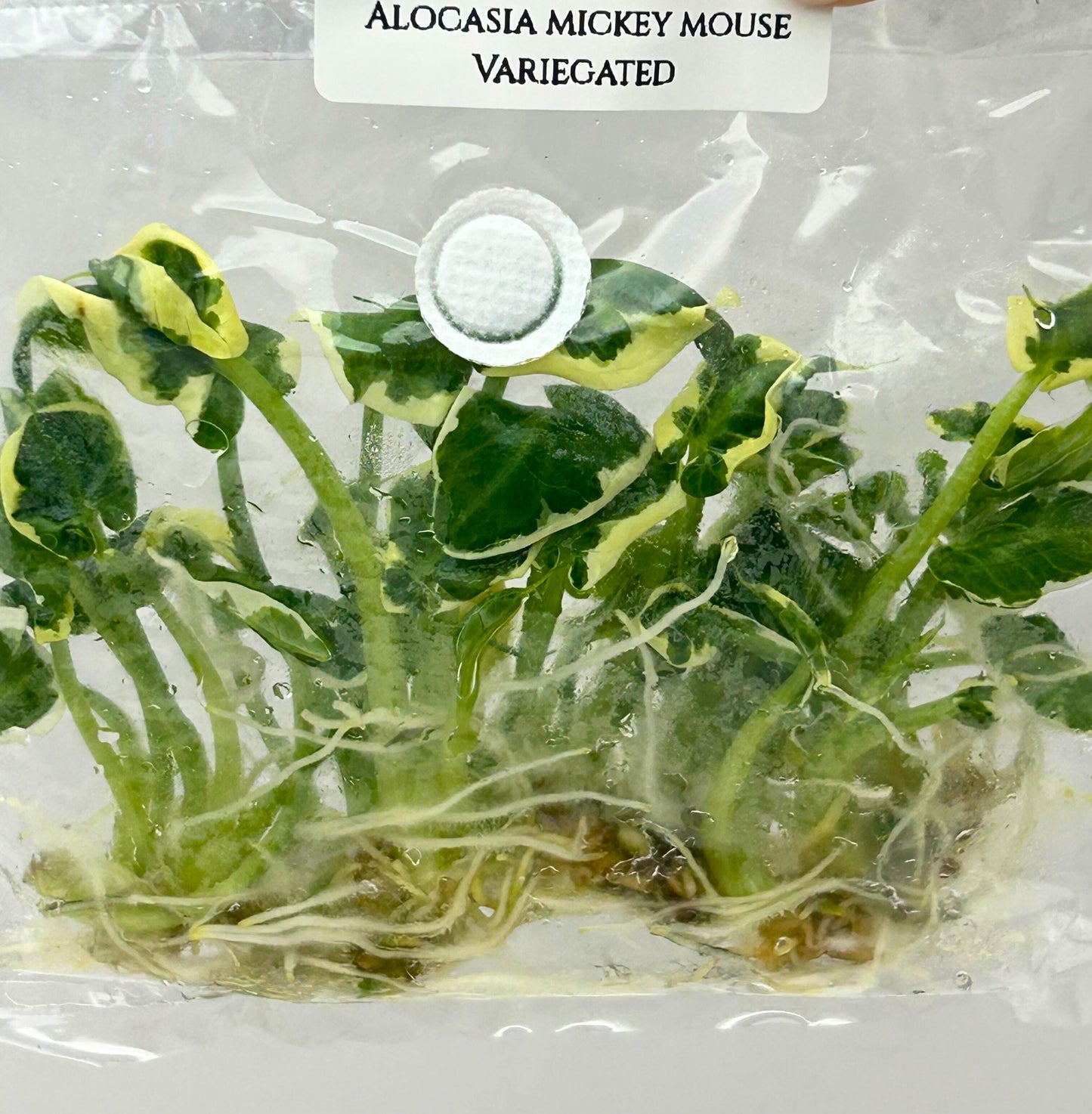 Alocasia Mickey Mouse Albo Variegated Tissue Culture (10 items/bag)