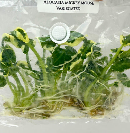 Alocasia Mickey Mouse Albo Variegated Tissue Culture (10 items/bag)