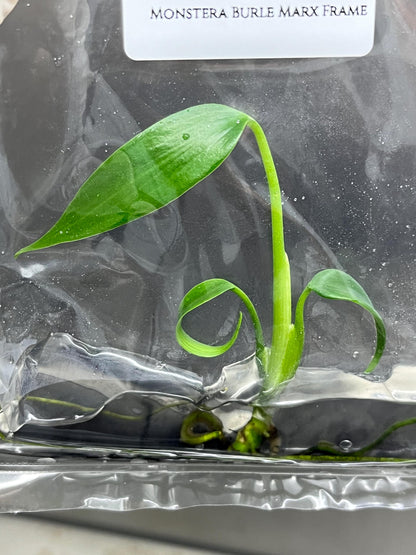 Monstera Burle Marx Frame Tissue Culture (1 item/bag)