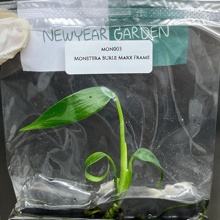 Monstera Burle Marx Frame Tissue Culture (1 item/bag)